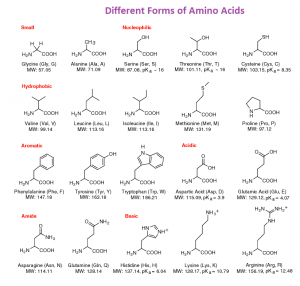 Different forms of Amino Acids