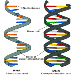 Structure of Nucleic Acids